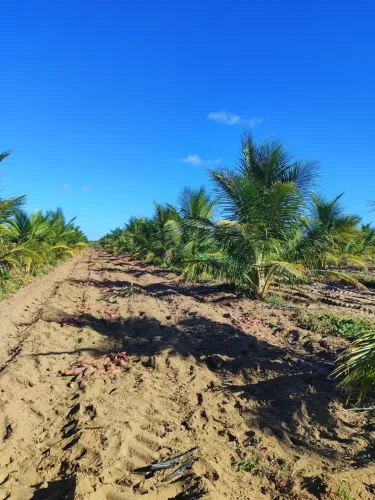 Fazenda com 50 hectares em Touros 90% plantada de coqueiro 10% plantada de banana