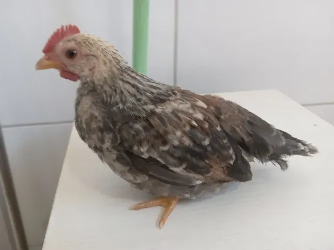 Pintinho cinza