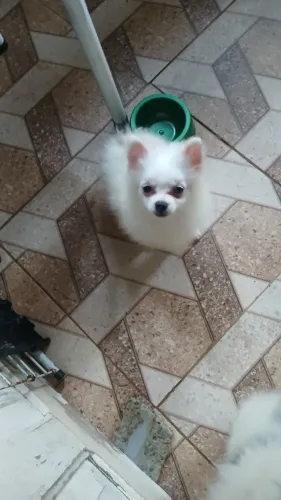 Lulu da pomerania