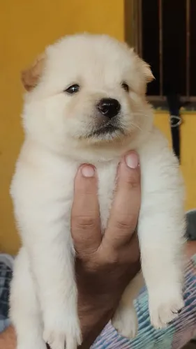 Cachorro 