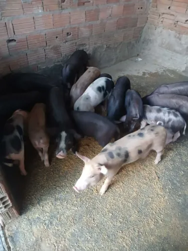 Porcos 