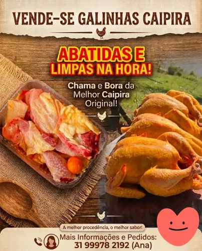 Vende-se galinhas caipira 