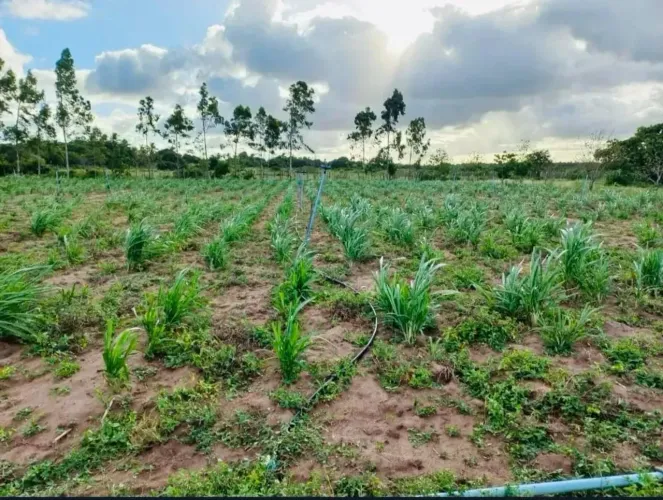 Fazenda em - Ceará-Mirim - RN EML