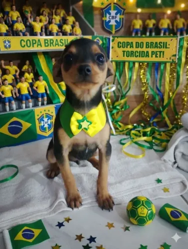 3 pinscher
