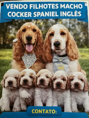 Filhotes Cocker Spaniel Inglês