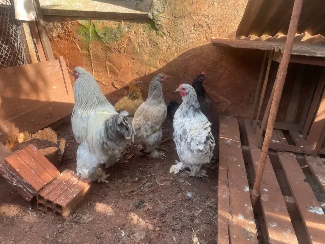 Galinhas 