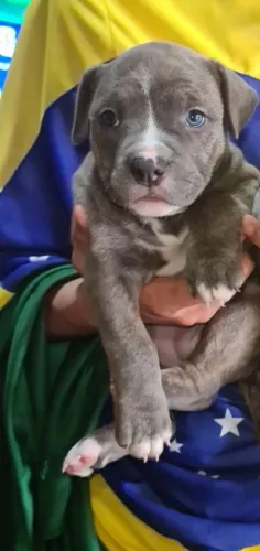 Filhote American Bully