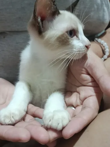 Doação gatinha filhote
