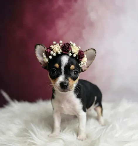 Pinscher Fêmea Muito Fofa