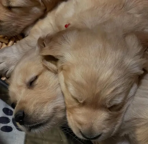 Filhote Golden Retriever, Um filhote pode transformar sua casa em lar!
