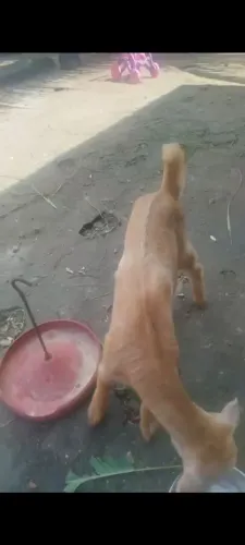 Vendo três meses vermifugada