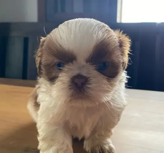 Shih Tzu Seu coração pode encontrar alegria nesse encontro