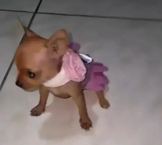 LINDOS Bebês de pincher zero DISPONÍVEL Fêmea e macho 