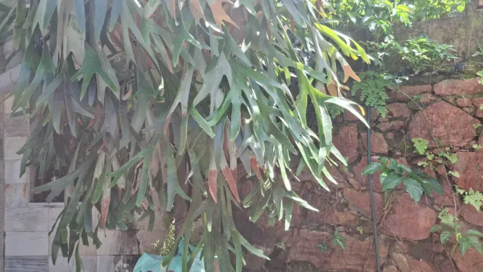 Planta Chifre de veado