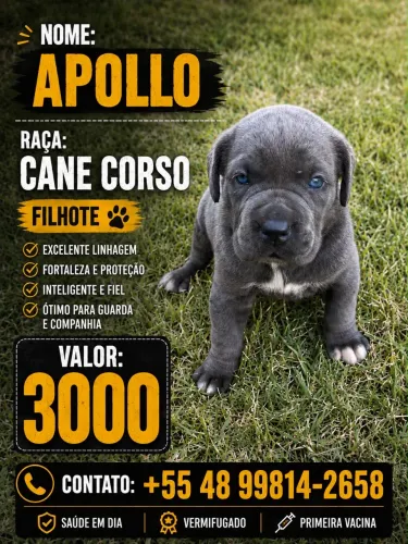 Cane corso filhote 