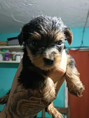 Yorkshire terrier 