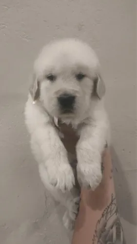 Golden -Seleção disponível