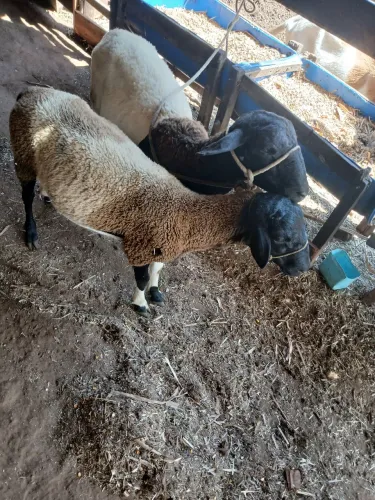 Vendo Carneiro adultos
