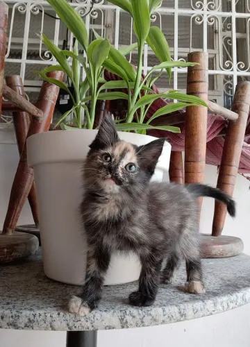 Gatinha para adoção responsável