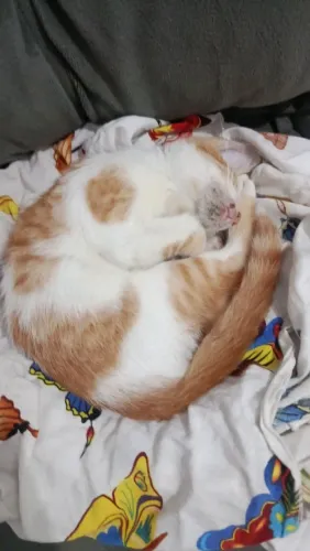 Pet 