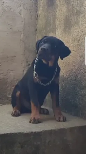 Filhote de rottweiler vai completar 4 meses dia 16/julho 
