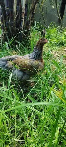 Frangos da raça Brahma