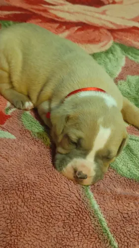 American Staffordshire 