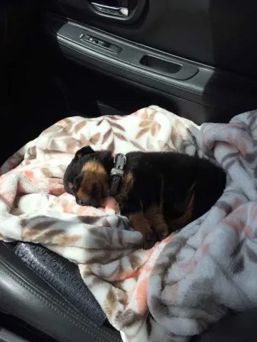 Filhote rottweiler, Nada Como Ser Recebido Com Um Rabinho Abanando!