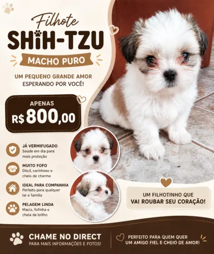 Shih-tzu preço tem conversa