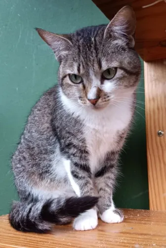 Doação de lindas gatinhas