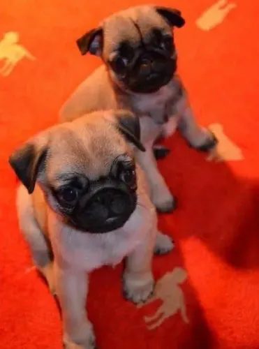 Pug o presente mais divertido para seu amor