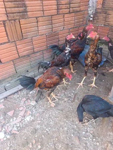 para vender ou trocar em belga