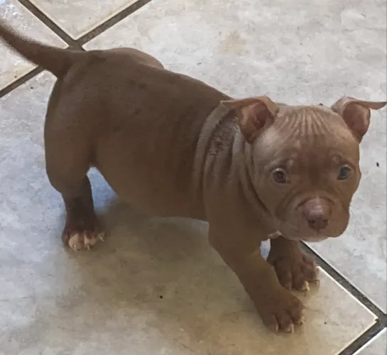 American Bully pocket fêmea choco