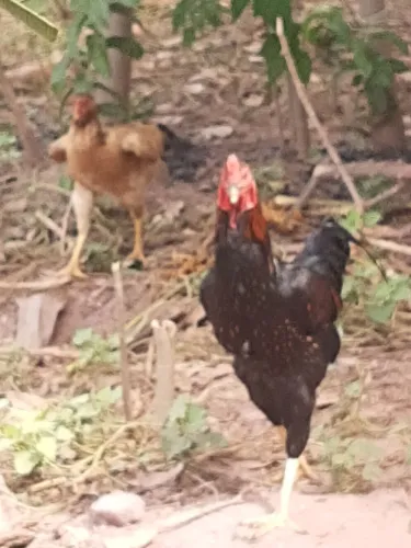 Vendo galo índio gigante