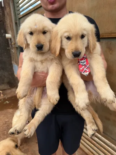 Golden retriever macho