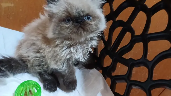 Lindo filhote de gato persa olhos azuis puro machos Parcelo.Entrego Joinville ,Camboriú 