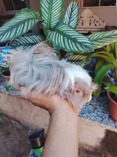 Porquinho da Índia peruano puro da raça 