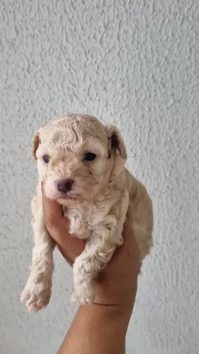 Filhotes de poodle