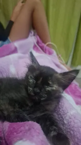 Gatinhos