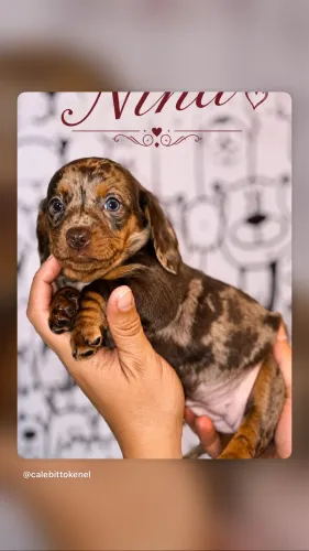 Dachshund Teckel arlequim mofadinho