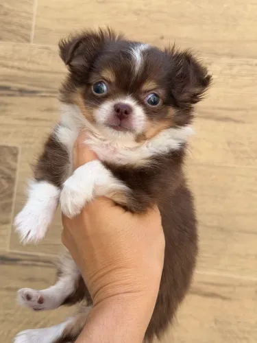 chihuahua doce como um mel, escolha seu companheiro de todas as horas!