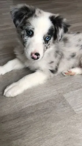 Filhote de border collie pequeno mestre da velocidade