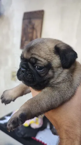Vendo filhote de pog