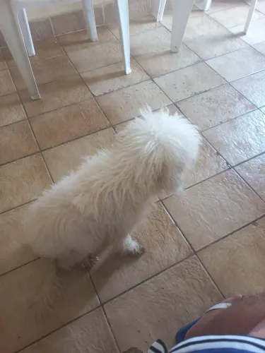 Doação de poodle femea