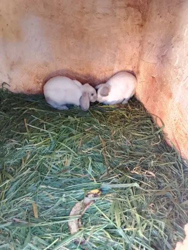 Filhotes Mine lop .......,..........