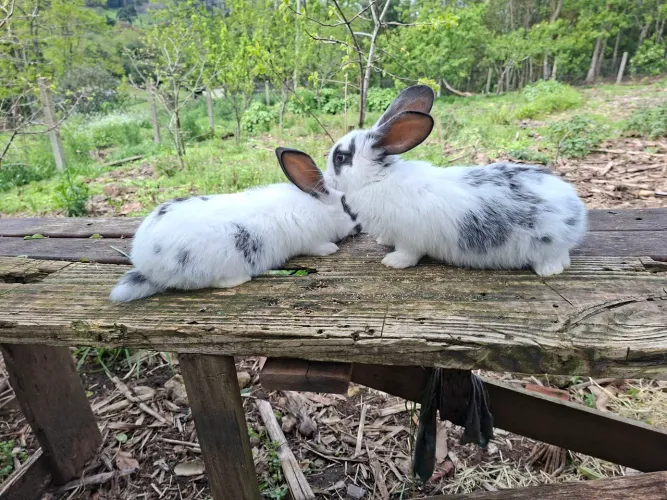 Coelhos gigante