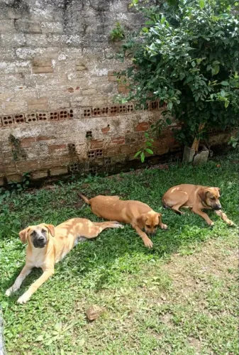 Doa-se filhotes Machos já estão com 5 meses castrados e vacinados porte médio grande 