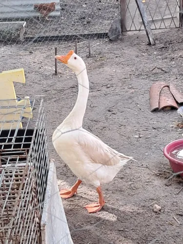 Ganso sinaleiro chinês branco