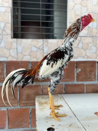 Galo Ruano Topado