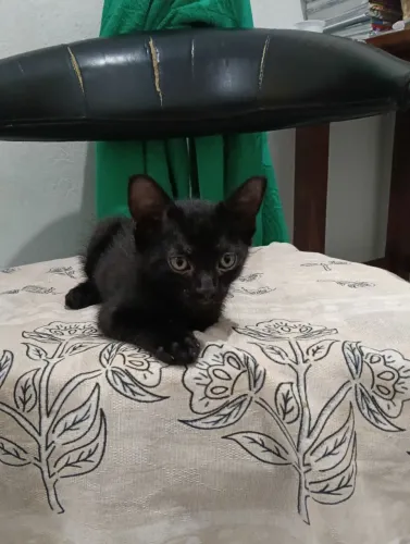 Doação de Gato